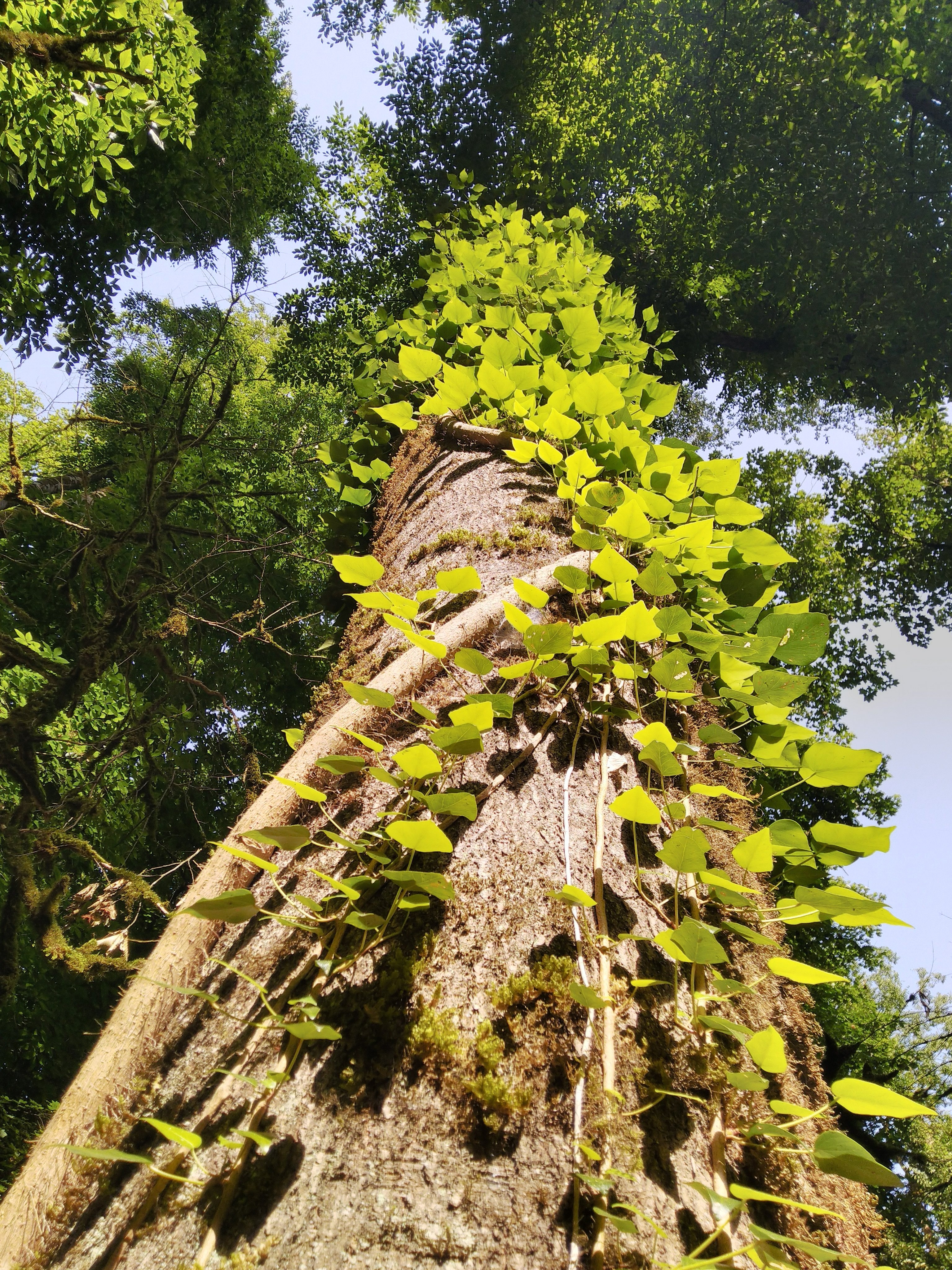 Ancient tree trunk wrapped in green ivy