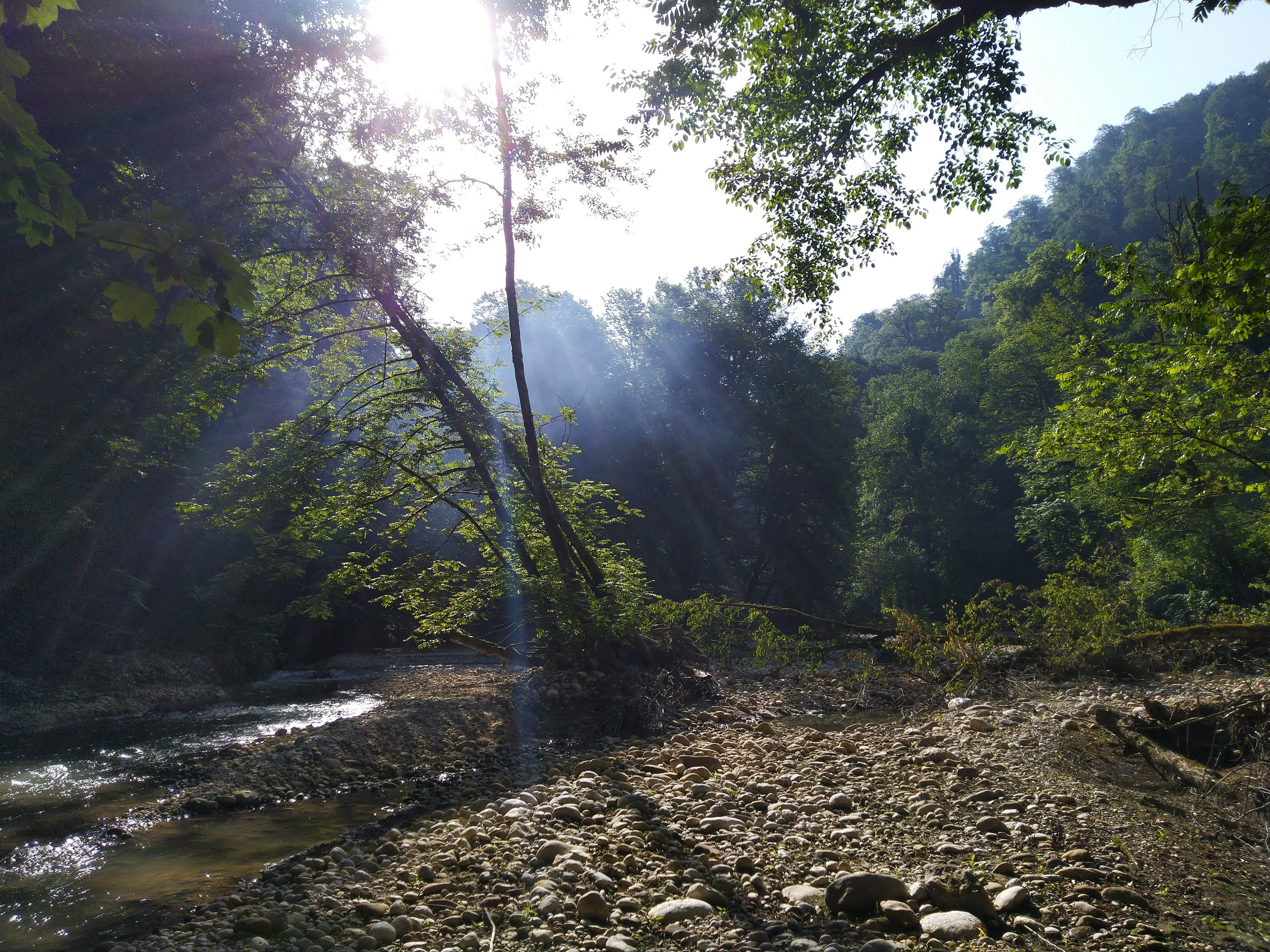 Sunburst breaking through mist over forest stream