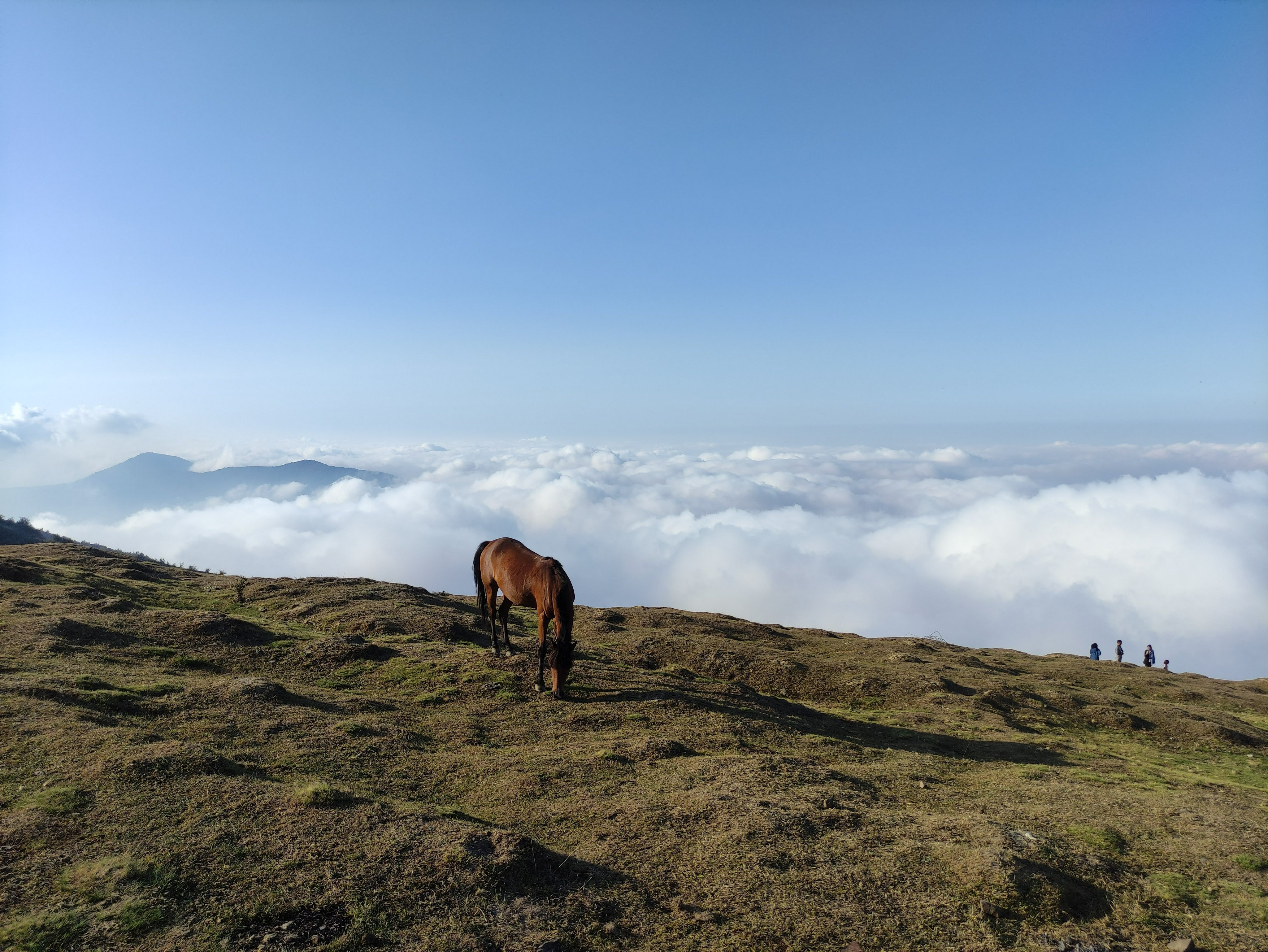 Wild horse grazing on cloud inversion mountain ridge